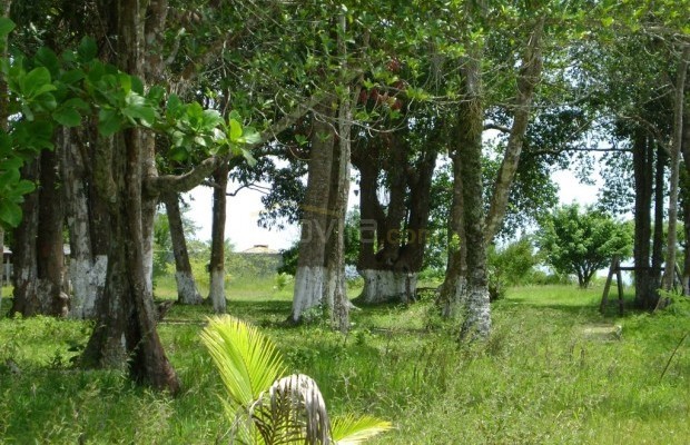 Foto ﾹ37 Casa Venda em Bahia, Porto Seguro, Av. Bahia, 949