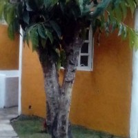 Ver anúncio COD ref#1276