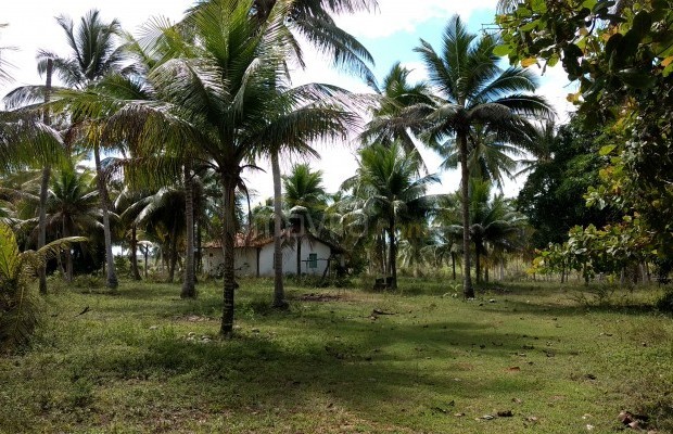 Foto ﾹ4 Fazenda/Sítio Venda em Bahia, Salvador, Fazenda Santo Antonio Distrito de Rio de Pedras, Conde-Ba
