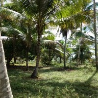 Ver anúncio COD ref#1314