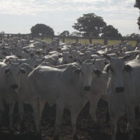 Ver anúncio COD ref#1343