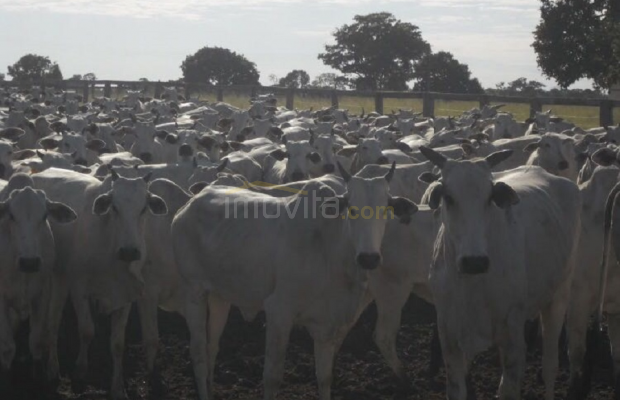 Foto ﾹ6 Fazenda/Sítio Venda em Mato Grosso, Barra dos Garças, Barra dos Garças