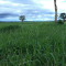 Foto ﾹ9 Fazenda/Sítio Venda em Mato Grosso, Barra dos Garças, Barra dos Garças