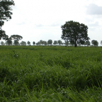 Ver anúncio COD ref#1346