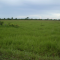 Foto ﾹ5 Fazenda/Sítio Venda em Mato Grosso, São Felix do Araguaia, São Feliz do Araguaia