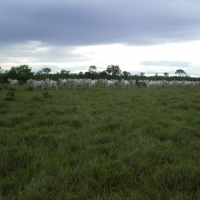 Ver anúncio COD ref#1346