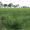 Foto ﾹ8 Fazenda/Sítio Venda em Mato Grosso, São Felix do Araguaia, São Feliz do Araguaia