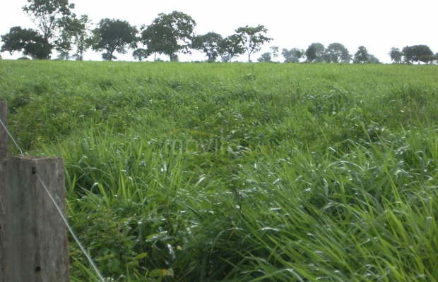 Foto ﾹ8 Fazenda/Sítio Venda em Mato Grosso, São Felix do Araguaia, São Feliz do Araguaia