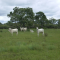 Foto ﾹ15 Fazenda/Sítio Venda em Mato Grosso, São Felix do Araguaia, São Feliz do Araguaia