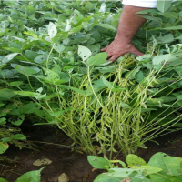 Ver anúncio COD ref#1347