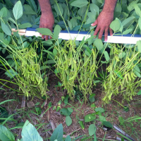 Ver anúncio COD ref#1347