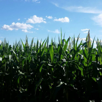 Ver anúncio COD ref#1347