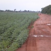 Ver anúncio COD ref#1371