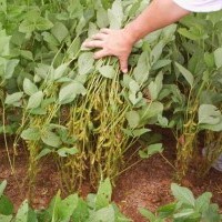 Ver anúncio COD ref#1371