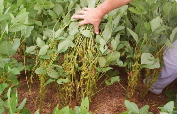 Foto ﾹ9 Fazenda/Sítio Venda em Tocantins, Vale do Rio Formoso, Vale do Rio Formoso