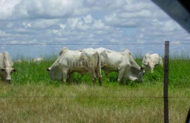 Foto ﾹ17 Fazenda/Sítio Venda em Tocantins, Vale do Rio Formoso, Vale do Rio Formoso