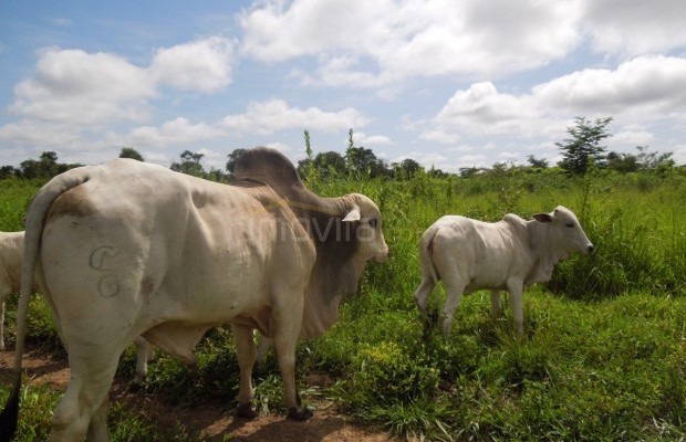Foto ﾹ18 Fazenda/Sítio Venda em Tocantins, Vale do Rio Formoso, Vale do Rio Formoso
