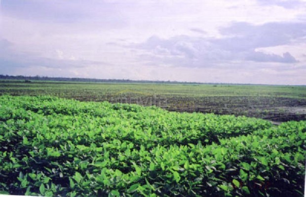 Foto ﾹ20 Fazenda/Sítio Venda em Tocantins, Vale do Rio Formoso, Vale do Rio Formoso