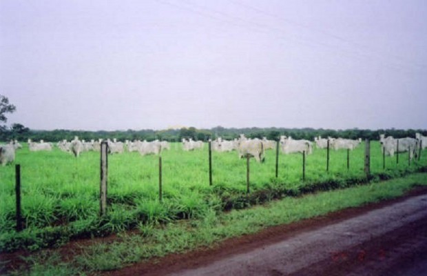 Foto ﾹ21 Fazenda/Sítio Venda em Tocantins, Vale do Rio Formoso, Vale do Rio Formoso