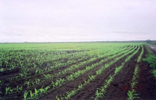 Foto ﾹ23 Fazenda/Sítio Venda em Tocantins, Vale do Rio Formoso, Vale do Rio Formoso