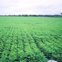 Ver anúncio COD ref#1371