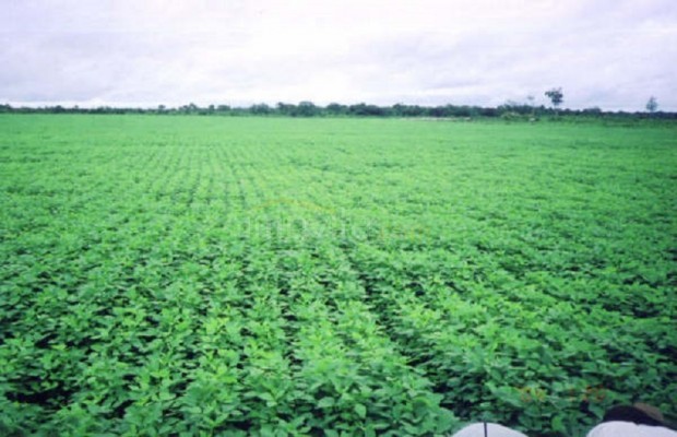 Foto ﾹ3 Fazenda/Sítio Venda em Tocantins, Vale do Rio Formoso, Vale do Rio Formoso