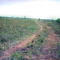 Foto ﾹ2 Fazenda/Sítio Venda em Mato Grosso, Nova Brasilandia, Nova Brasilandia