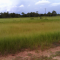 Foto ﾹ1 Fazenda/Sítio Venda em Mato Grosso, Nova Brasilandia, Nova Brasilandia