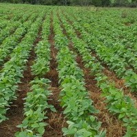 Ver anúncio COD ref#1374