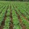 Foto ﾹ2 Fazenda/Sítio Venda em Mato Grosso, Paranatinga, Paranatinga