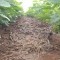 Foto ﾹ4 Fazenda/Sítio Venda em Mato Grosso, Paranatinga, Paranatinga