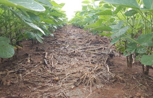 Foto ﾹ4 Fazenda/Sítio Venda em Mato Grosso, Paranatinga, Paranatinga