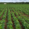 Foto ﾹ1 Fazenda/Sítio Venda em Mato Grosso, Paranatinga, Paranatinga