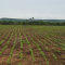 Foto ﾹ5 Fazenda/Sítio Venda em Mato Grosso, Paranatinga, Paranatinga