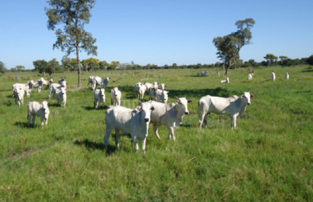 Foto ﾹ2 Fazenda/Sítio Venda em Mato Grosso, Barão de Melgaço, Barão de Melgaço