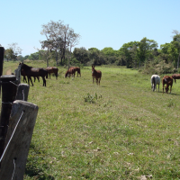 Ver anúncio COD ref#1375