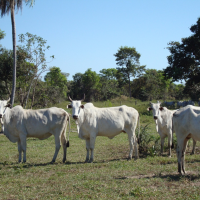 Ver anúncio COD ref#1375