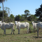 Foto ﾹ8 Fazenda/Sítio Venda em Mato Grosso, Barão de Melgaço, Barão de Melgaço
