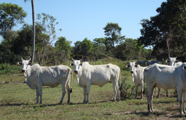 Foto ﾹ8 Fazenda/Sítio Venda em Mato Grosso, Barão de Melgaço, Barão de Melgaço