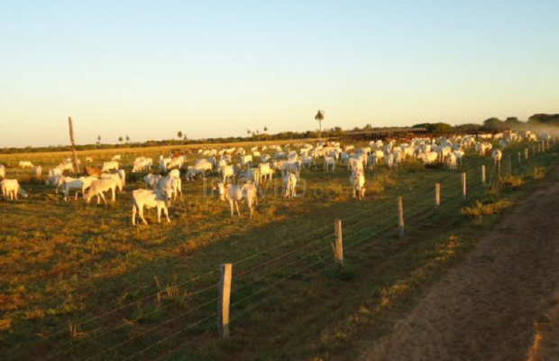 Foto ﾹ13 Fazenda/Sítio Venda em Mato Grosso, Barão de Melgaço, Barão de Melgaço