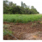 Foto ﾹ4 Fazenda/Sítio Venda em Mato Grosso, Cocalinho, Cocalinho