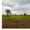Foto ﾹ7 Fazenda/Sítio Venda em Mato Grosso, Cocalinho, Cocalinho