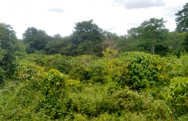 Foto ﾹ4 Fazenda/Sítio Venda em Bahia, Santa Luzia, Santa Luzia