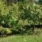 Foto ﾹ2 Fazenda/Sítio Venda em Bahia, Ilheus, Coutos