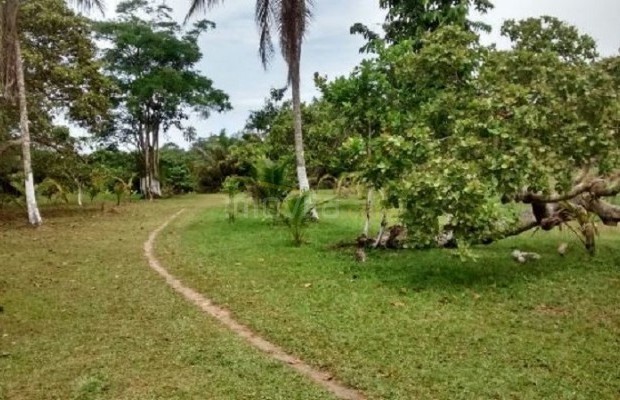 Foto ﾹ9 Fazenda/Sítio Venda em Bahia, Ilheus, Coutos