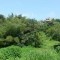 Foto ﾹ7 Lote/terreno Venda em Bahia, Ilheus, Malhado