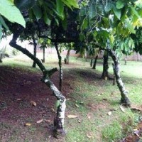 Ver anúncio COD ref#1574