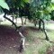 Foto ﾹ3 Fazenda/Sítio Venda em Bahia, Ilheus, Malhado