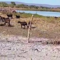 Ver anúncio COD ref#1650