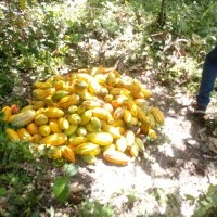 Ver anúncio COD ref#1710